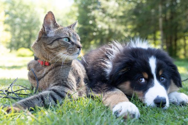 Katzen und Hunde sind die beliebtesten Haustiere in Österreich.  | Foto: Unsplash