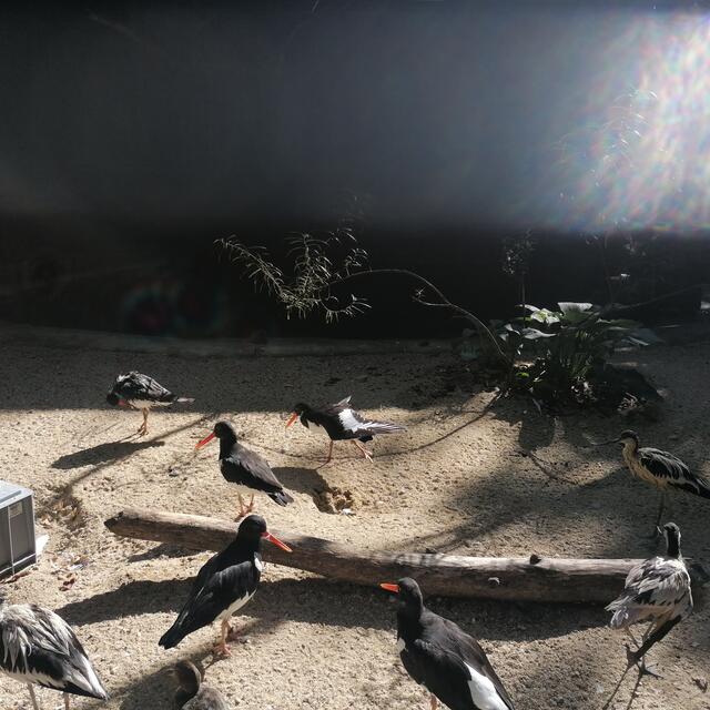 Austernfischer, Säbelschnäbler - rechts unten