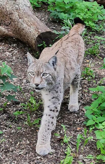 Luchs