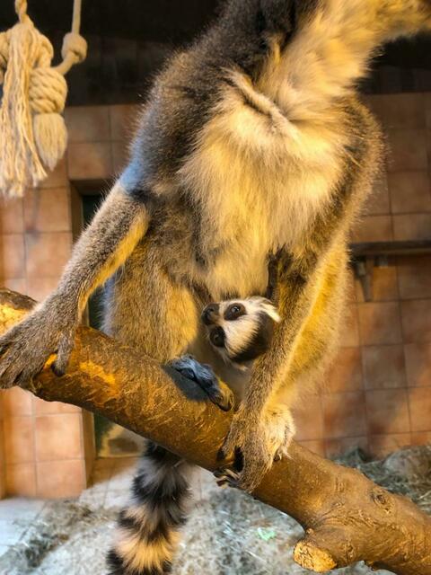 Katta Mama und Junges - ARCHIV: Tiergarten Wels