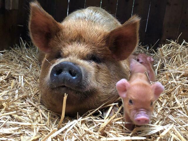 ARCHIV: Tiergarten Wels