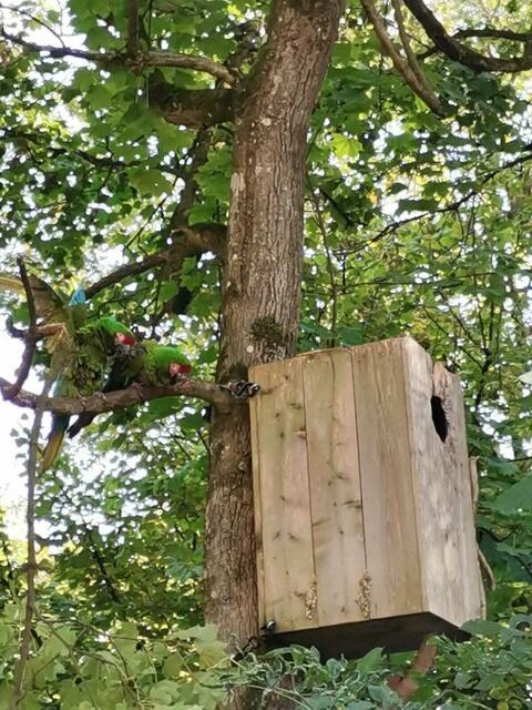 Kleiner Soldatenara - getarnt