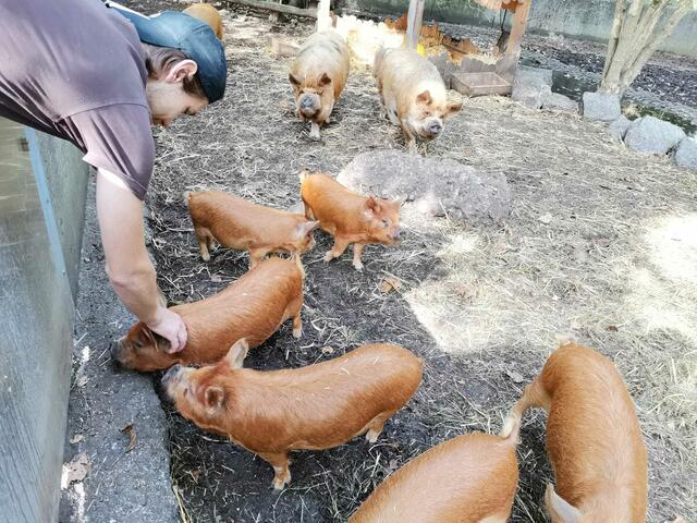 Junge Kunekune Schweine