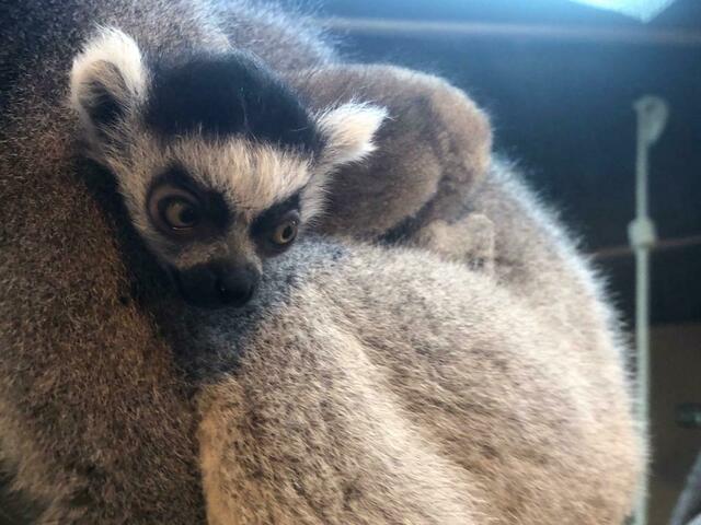 Katta Nachwuchs - ARCHIV: Tiergarten Wels