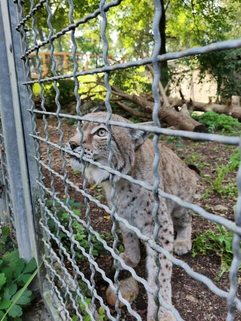 Luchs