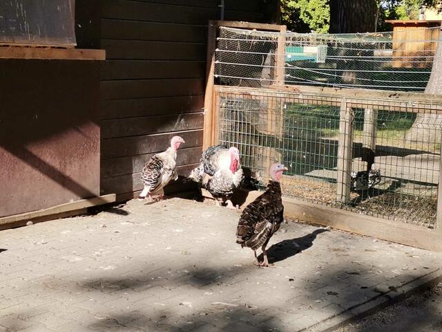 Gröllwitzer Pute, Bronzepute