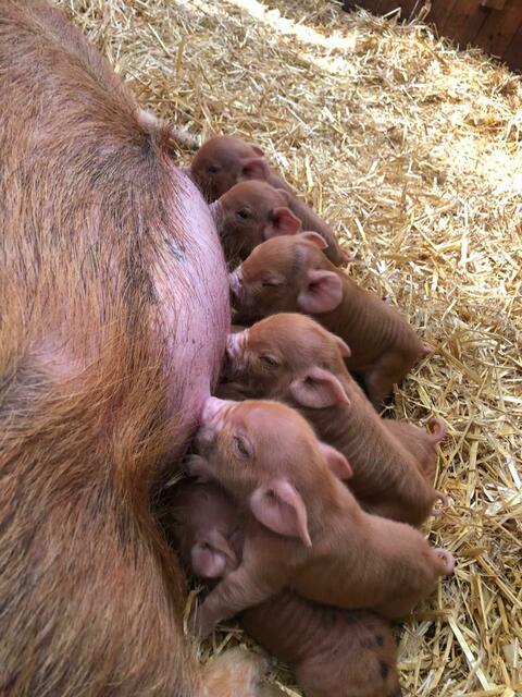 Kunekune Nachwuchs - ARCHIV: Tiergarten Wels