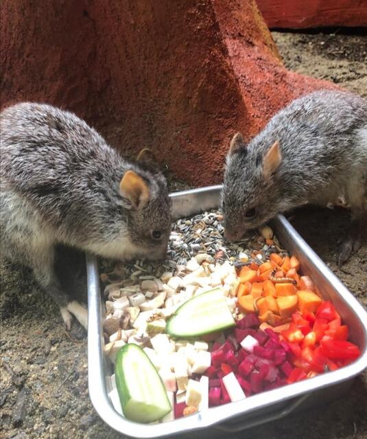 Rattenschwanzkänguru am Futternapf