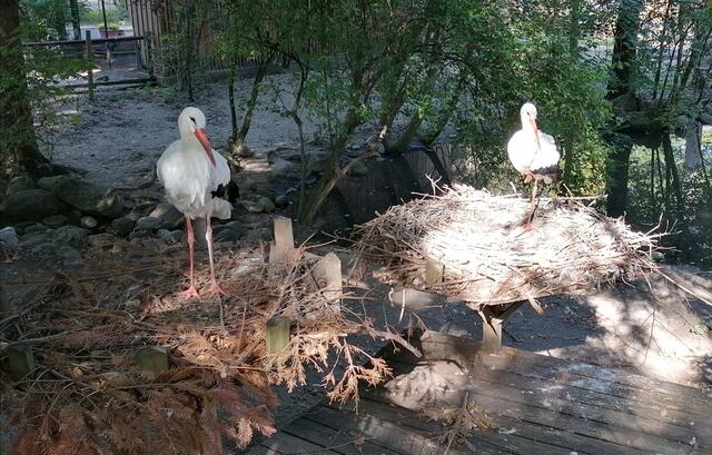 Weißstorch