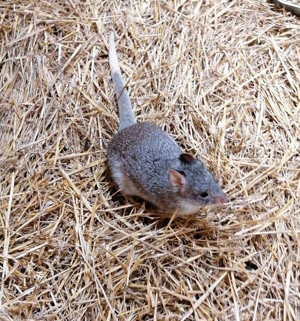 Rattenschwanzkänguru 