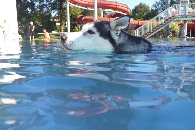 Hundeschwimmen im Asia Spa in Leoben - ein echt tierisches Vergnügen. | Foto: Asia Spa
