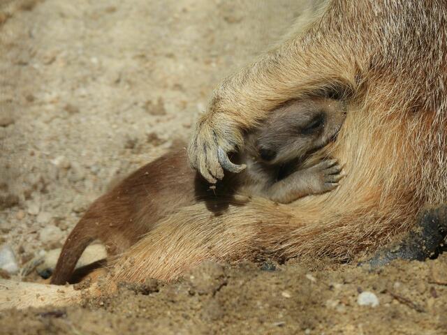 Foto: Zoo Schmiding/Mario Reichenberger