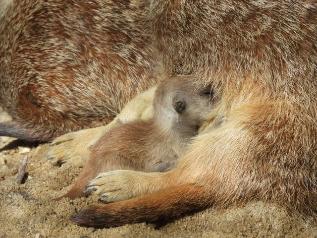 Foto: Zoo Schmiding/Mario Reichenberger