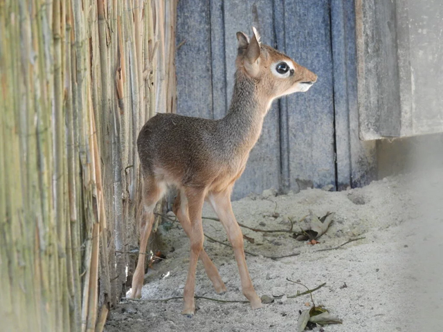 Foto: Zoo Schmiding/Mario Reichenberger