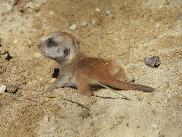 Foto: Zoo Schmiding/Mario Reichenberger
