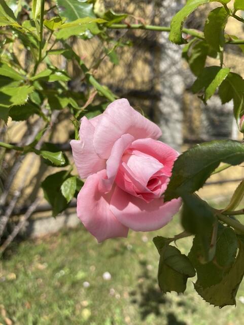 Abgesehen von den Blumen blüht auch das soziale Miteinander in Großsteinbach. | Foto: Jeitler