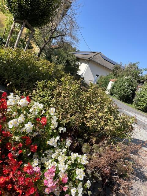 Blütenpracht in Großsteinbach. | Foto: Jeitler