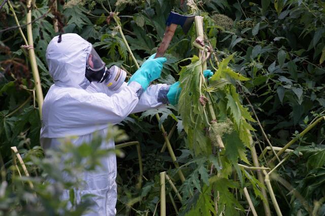 Ohne den Einsatz der Berg- und Naturwacht wäre die Bekämpfung der Neophyten nicht machbar. | Foto: Waltraud Fischer