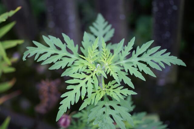 Eine wunderschöne satt-grüne Farbe haben die Blätter der Ambrosia. Der deutsche Name „Beifußblättriges Traubenkraut“ verrät schon, wie die Blätter aussehen. Ähnlich wie jene des Beifußes sind die Blätter stark zerteilt. Die Pflanze ist zudem reich verzweigt, bis zu 1,5 m hoch und besitzt sehr kleine, unscheinbare Blüten. | Foto: Foto: Privat