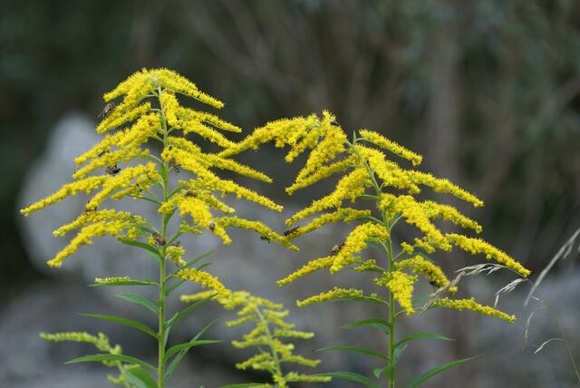Die Kanadische Goldrute ist ein invasiver Neophyt. | Foto: Foto: Pagitz