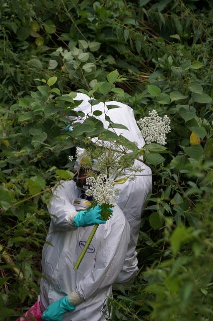 Neophyten wirken sich auf das gesamte Ökosystem negativ aus. Sie verdrängen zusehends heimische Pflanzen. | Foto: Waltraud Fischer