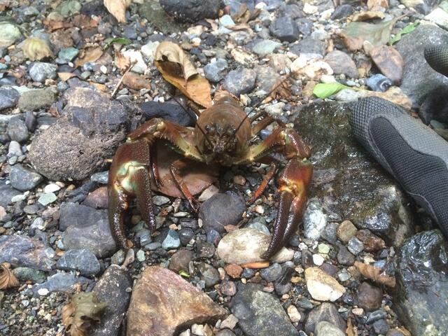Der Signalkrebs verdrängt den heimischen Edelkrebs Signalkrebs  | Foto: Foto: Andrea Bund