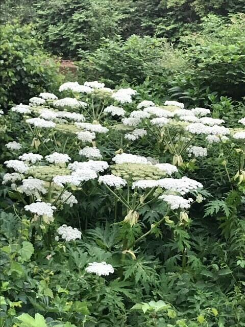 Der Riesenbärenklau ist für Mensch und Tier nicht nur lästig, sondern sehr gefährlich. Bitte melden, wenn Sie so ein Gewächs vorfinden und nicht berühren!