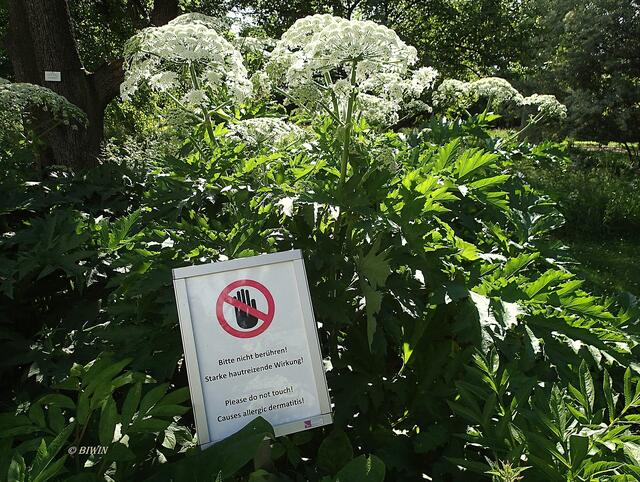 Das Doldengewächs nicht berühren. Es ruft schwere Verbrennungen hervor. | Foto: BIWIN