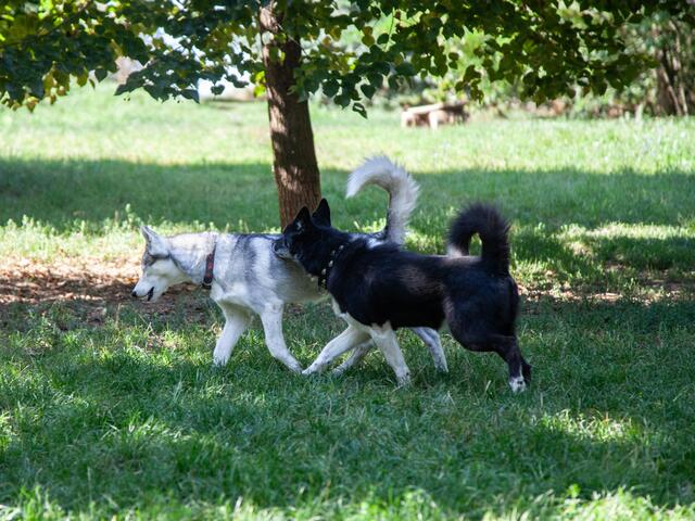 Die Snowdragons von Lukas und Birigit Mikulics sind glücklich. Neben Abwechslung durch Spiel und Spaß, dürfen die Huskies auch für kommende, internationale Schlittenhunderennen trainieren. | Foto: Regina Courtier