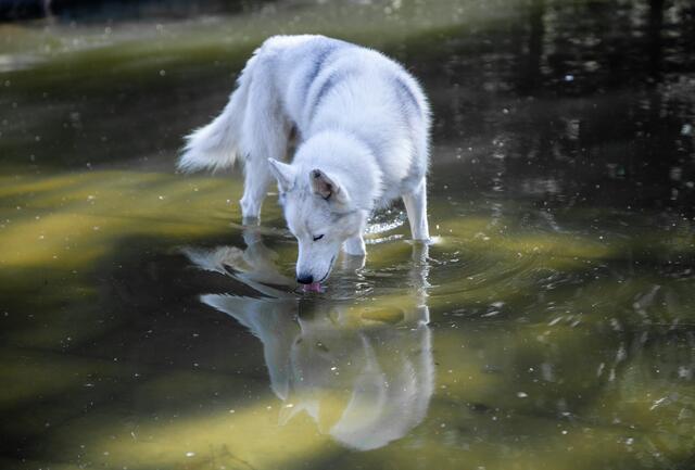 Die Snowdragons von Lukas und Birigit Mikulics sind glücklich. Neben Abwechslung durch Spiel und Spaß, dürfen die Huskies auch für kommende, internationale Schlittenhunderennen trainieren. | Foto: Regina Courtier