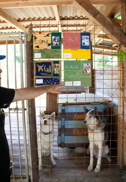 Die Betreuung, Fütterung und Versorgung der Snowdragons ist kostspielig. Darum dürfen für jeden Husky Patenschaften erworben werden. | Foto: Regina Courtier