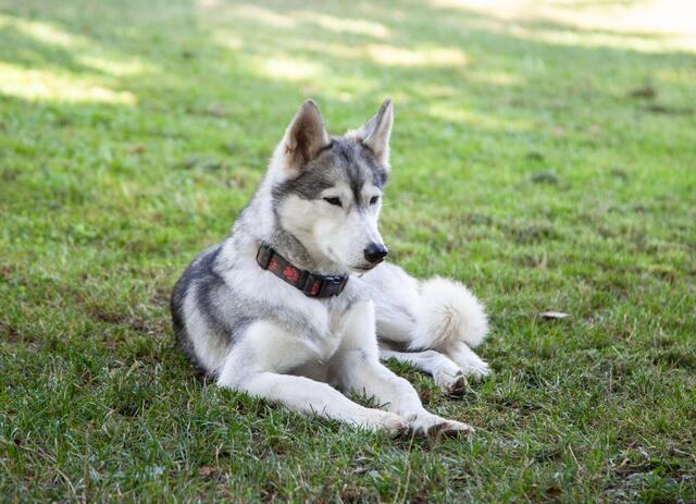 Die Snowdragons von Lukas und Birigit Mikulics sind glücklich. Neben Abwechslung durch Spiel und Spaß, dürfen die Huskies auch für kommende, internationale Schlittenhunderennen trainieren. | Foto: Regina Courtier