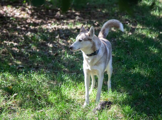 Die Snowdragons von Lukas und Birigit Mikulics sind glücklich. Neben Abwechslung durch Spiel und Spaß, dürfen die Huskies auch für kommende, internationale Schlittenhunderennen trainieren. | Foto: Regina Courtier