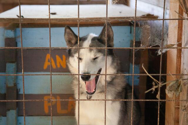 Die Snowdragons von Lukas und Birigit Mikulics sind glücklich. Neben Abwechslung durch Spiel und Spaß, dürfen die Huskies auch für kommende, internationale Schlittenhunderennen trainieren. | Foto: Regina Courtier