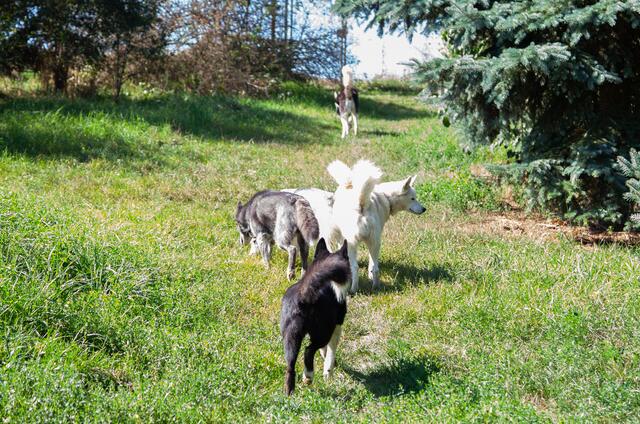Die Snowdragons von Lukas und Birigit Mikulics sind glücklich. Neben Abwechslung durch Spiel und Spaß, dürfen die Huskies auch für kommende, internationale Schlittenhunderennen trainieren. | Foto: Regina Courtier