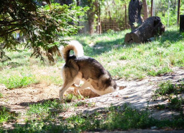 Die Snowdragons von Lukas und Birigit Mikulics sind glücklich. Neben Abwechslung durch Spiel und Spaß, dürfen die Huskies auch für kommende, internationale Schlittenhunderennen trainieren. | Foto: Regina Courtier