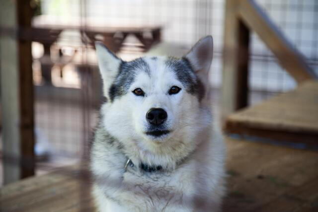 Die Snowdragons von Lukas und Birigit Mikulics sind glücklich. Neben Abwechslung durch Spiel und Spaß, dürfen die Huskies auch für kommende, internationale Schlittenhunderennen trainieren. | Foto: Regina Courtier