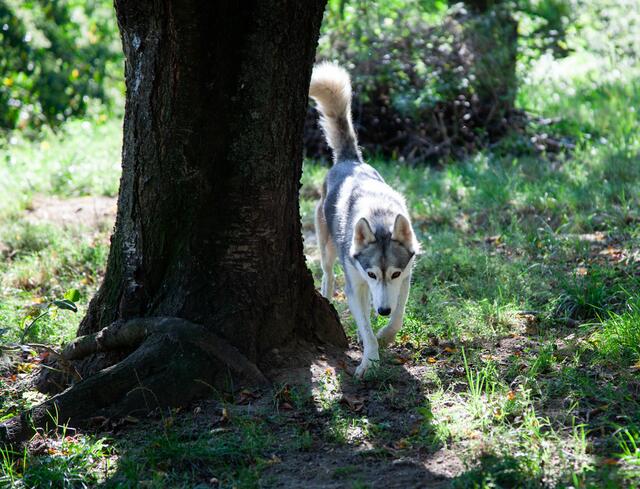 Die Snowdragons von Lukas und Birigit Mikulics sind glücklich. Neben Abwechslung durch Spiel und Spaß, dürfen die Huskies auch für kommende, internationale Schlittenhunderennen trainieren. | Foto: Regina Courtier