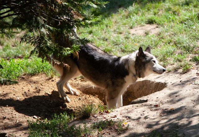 Die Snowdragons von Lukas und Birigit Mikulics sind glücklich. Neben Abwechslung durch Spiel und Spaß, dürfen die Huskies auch für kommende, internationale Schlittenhunderennen trainieren. | Foto: Regina Courtier
