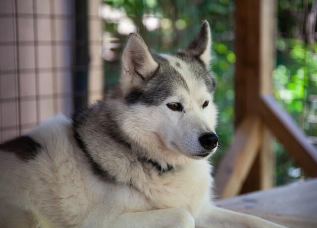 Den Huskies im Gehege entgeht nichts. Jede Abwechslung für diese quirligen Hunde ist willkommen - manchmal wollen sie auch nur ihre Ruhe haben. | Foto: Regina Courtier