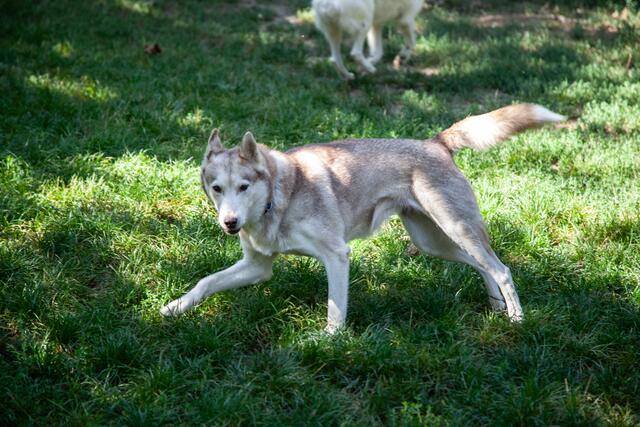 Die Snowdragons von Lukas und Birigit Mikulics sind glücklich. Neben Abwechslung durch Spiel und Spaß, dürfen die Huskies auch für kommende, internationale Schlittenhunderennen trainieren. | Foto: Regina Courtier