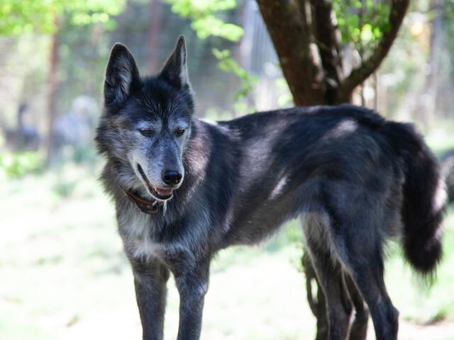 Die Snowdragons von Lukas und Birigit Mikulics sind glücklich. Neben Abwechslung durch Spiel und Spaß, dürfen die Huskies auch für kommende, internationale Schlittenhunderennen trainieren. | Foto: Regina Courtier