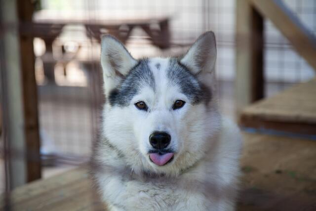 Die Snowdragons von Lukas und Birigit Mikulics sind glücklich. Neben Abwechslung durch Spiel und Spaß, dürfen die Huskies auch für kommende, internationale Schlittenhunderennen trainieren. | Foto: Regina Courtier