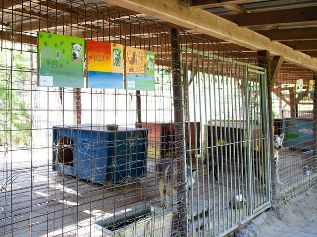 Die Betreuung, Fütterung und Versorgung der Snowdragons ist kostspielig. Darum dürfen für jeden Husky Patenschaften erworben werden. | Foto: Regina Courtier
