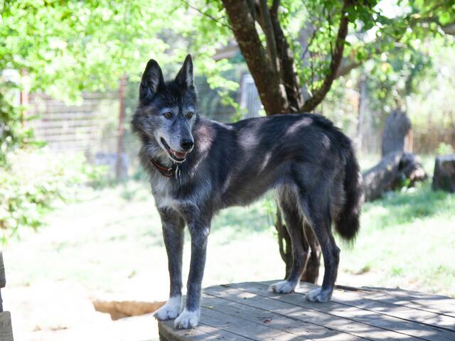 Die Snowdragons von Lukas und Birigit Mikulics sind glücklich. Neben Abwechslung durch Spiel und Spaß, dürfen die Huskies auch für kommende, internationale Schlittenhunderennen trainieren. | Foto: Regina Courtier