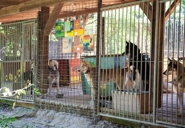 Den Huskies im Gehege entgeht nichts. Jede Abwechslung für diese quirligen Hunde ist willkommen. | Foto: Regina Courtier