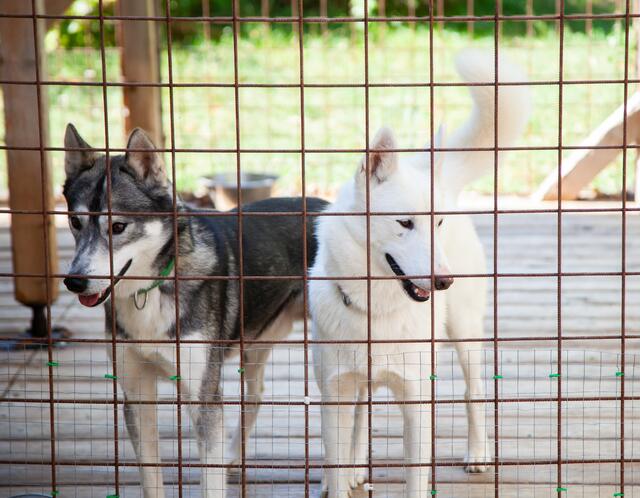 Den Huskies im Gehege entgeht nichts. Jede Abwechslung für diese quirligen Hunde ist willkommen. | Foto: Regina Courtier