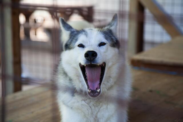 Die Snowdragons von Lukas und Birigit Mikulics sind glücklich. Neben Abwechslung durch Spiel und Spaß, dürfen die Huskies auch für kommende, internationale Schlittenhunderennen trainieren. | Foto: Regina Courtier