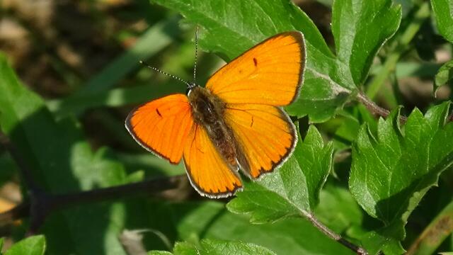 Foto: Umweltinitiative Wienerwald