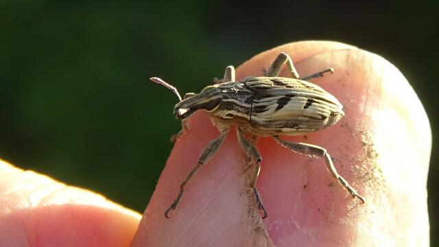 Foto: Umweltinitiative Wienerwald